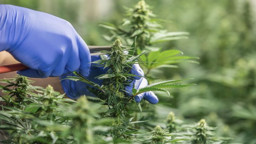  Medicinal cannabis industry under strain – facing shortages and closures
