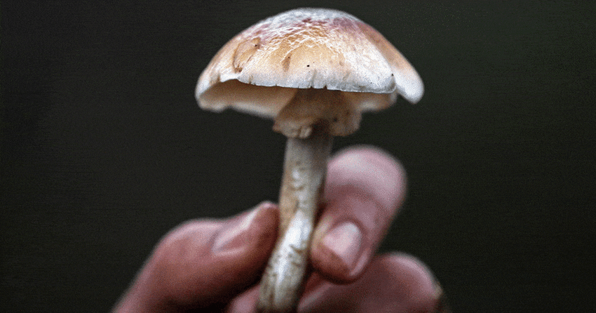  Underground lies a hidden world we’re only starting to understand. Welcome to the age of the mushroom