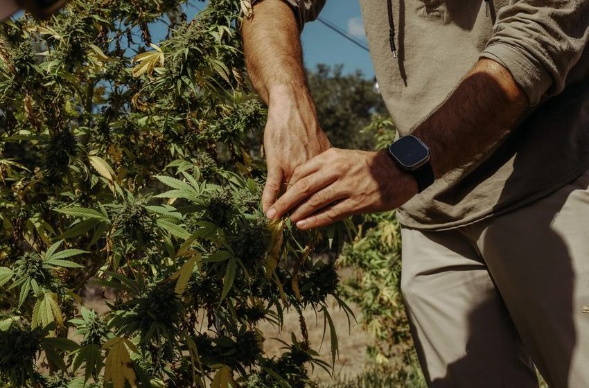  Texas Hemp Businesses Fear an Uptick in Police Raids