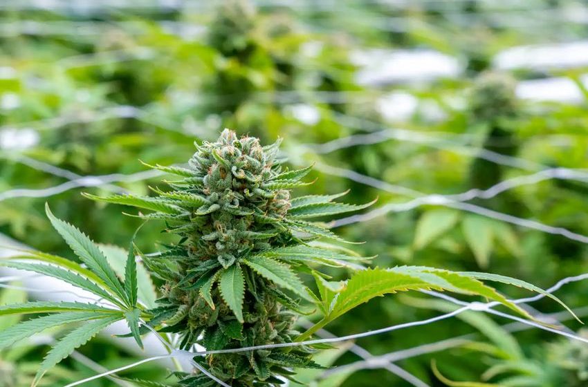  Marijuana May Be A ‘Gateway To Women’s Orgasm’ In Sexual Health Treatment, Scientific Analysis Finds – Marijuana Moment