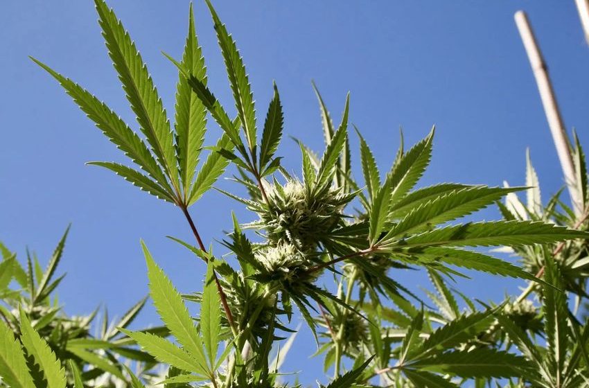  Hawaii Senate Passes Bill To Allow Medical Marijuana Use By Seriously Ill Patients In Health Facilities – Marijuana Moment