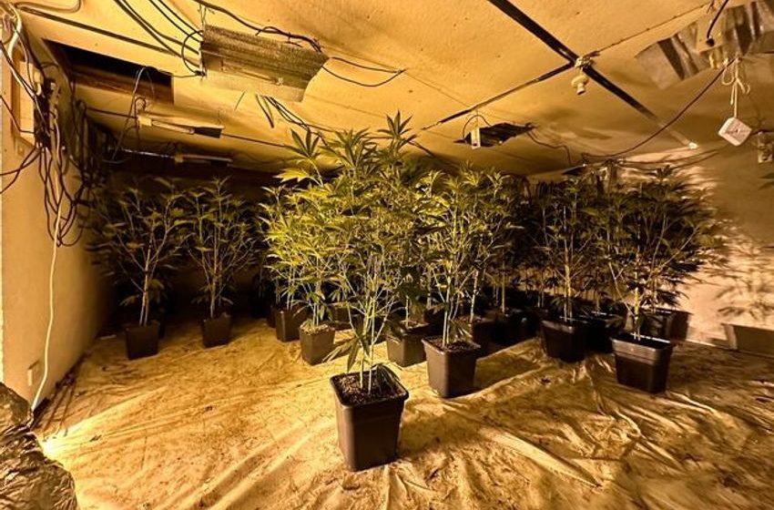  Cannabis grow houses were illegally hooked up to ESB supply to avoid paying massive bills