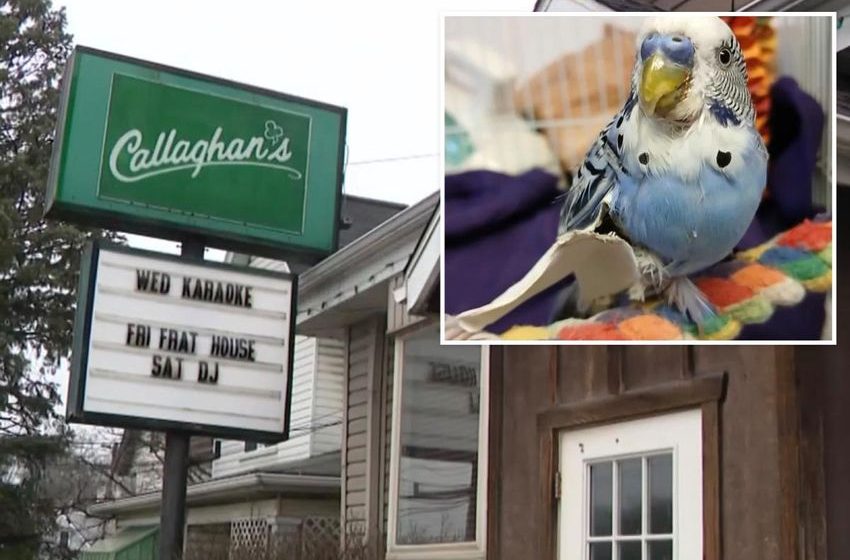  Pennsylvania man arrested for allegedly feeding pet parakeet marijuana and beer
