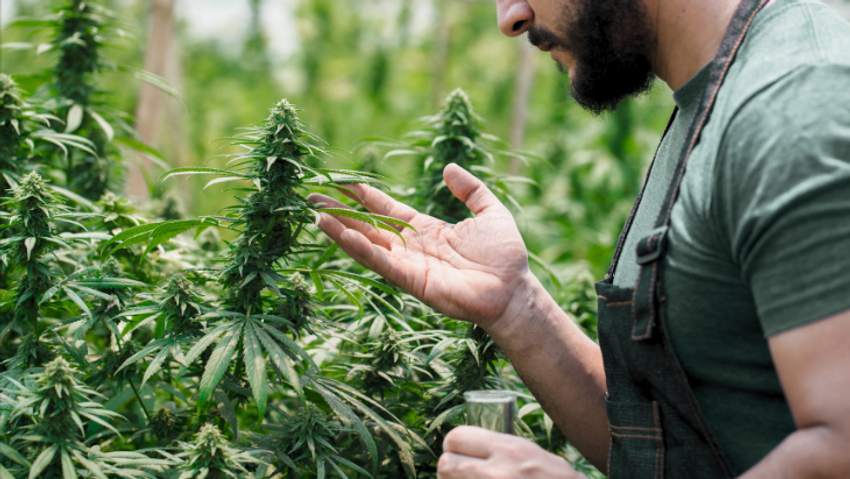  Sweeping Changes to Virginia Marijuana Laws Approved by Lawmakers