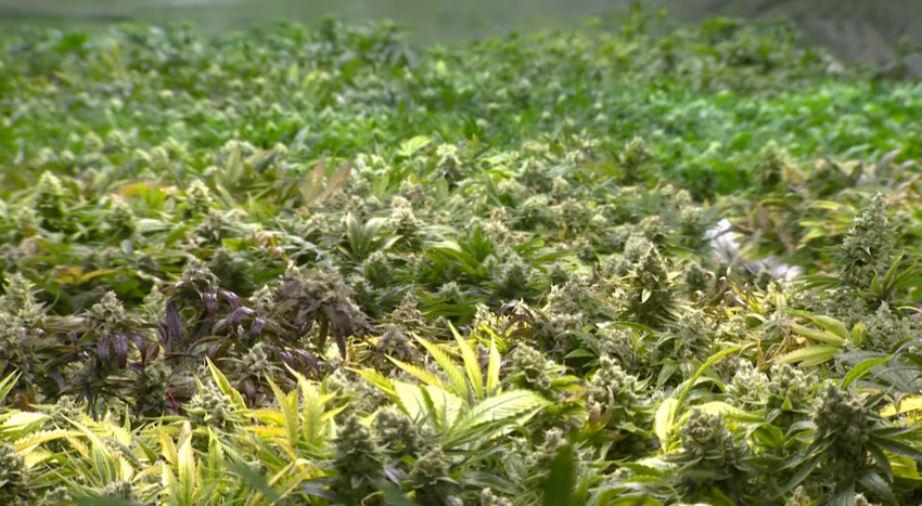  TN ‘Concerned for Public Health and Safety’ after 600+ Illegal Hemp Retailers Busted this Year