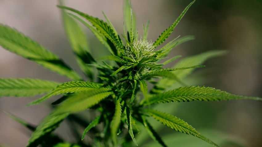  Sparse evidence for cannabis to treat mental health conditions highlights research gap