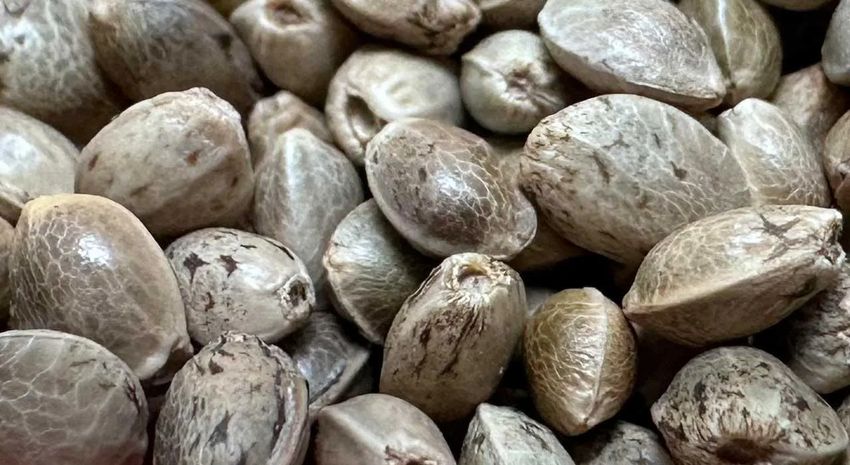  Study: Hemp Seed Compounds Show Potential for Treating Diabetes and Obesity