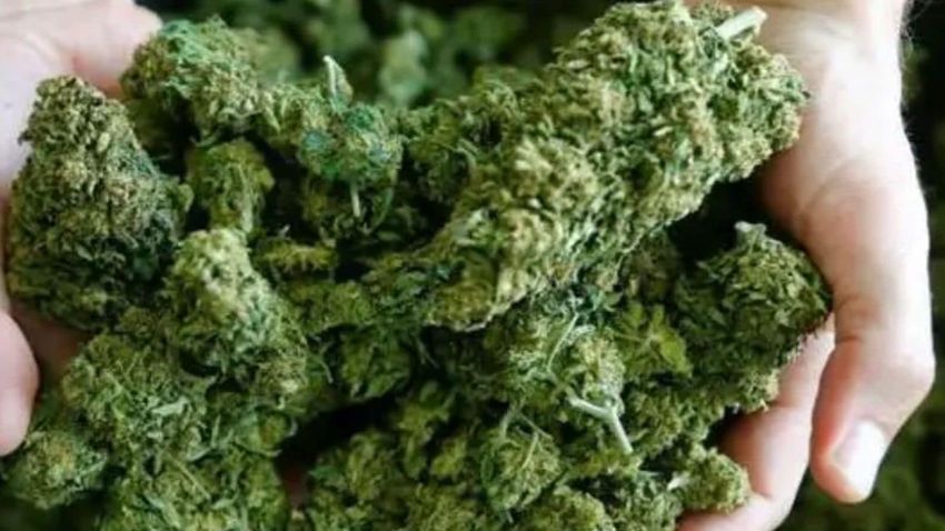  Two men from MP arrested from Baner for selling marijuana in haldi packets