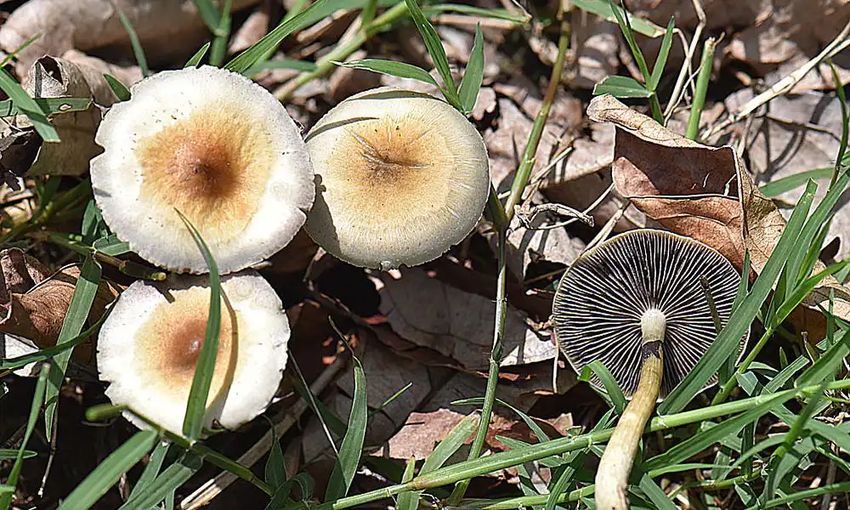  Utah Lawmakers Pass Bill To Support Clinical Trials On Psychedelics For Veterans’ Mental Health – Marijuana Moment