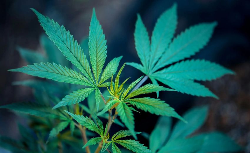  With Marijuana Rescheduling Still Pending, Federal Workplace Drug Testing Rules Aren’t Changing, Health Agency Says – Marijuana Moment