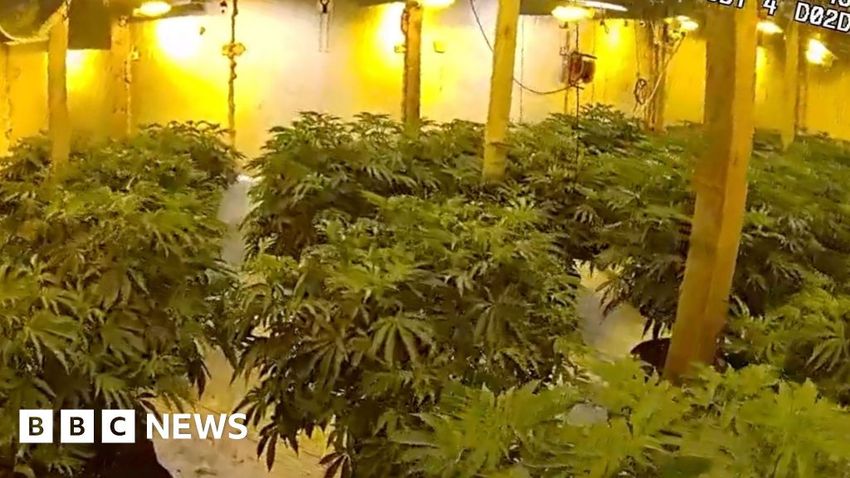  Watch: Police find 1,100 cannabis plants in barn