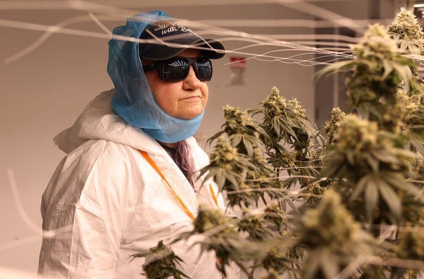  Older cannabis users good for dispensaries, concerning for doctors