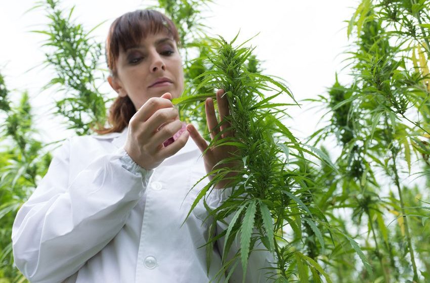  SNDL Inc. (SNDL) is One Cannabis Stock Investors Should Not Ignore
