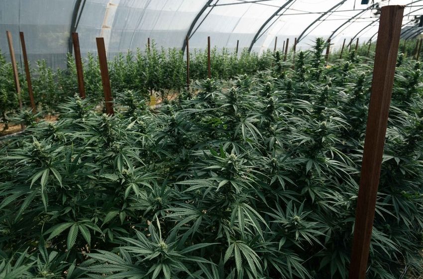  Cannabis Growers Are Shifting Priorities: Seed Banks to Watch in 2026, According to SeedFinder.eu