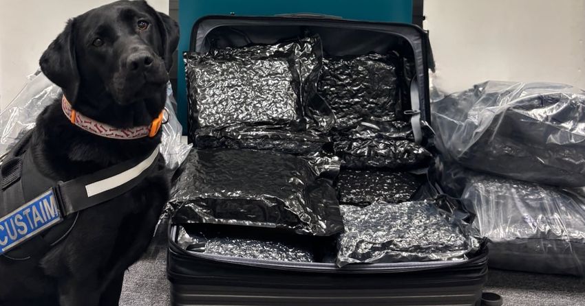  Revenue seizes more than €3.1m worth of herbal cannabis at Dublin Airport