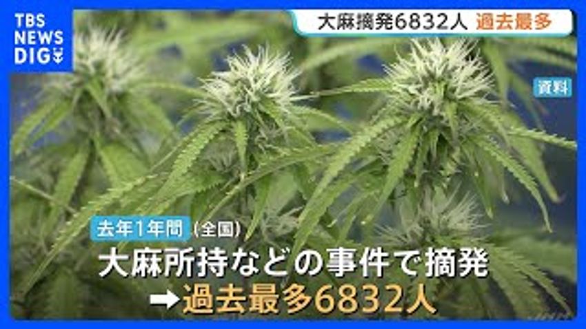  Cannabis Cases Hit Record High in Japan