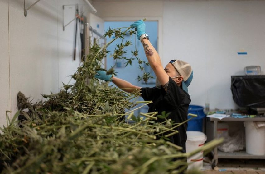  What marijuana’s reclassification means for public health and businesses