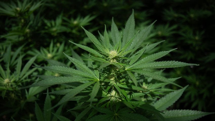  State-licensed medical marijuana reclassified as less dangerous drug