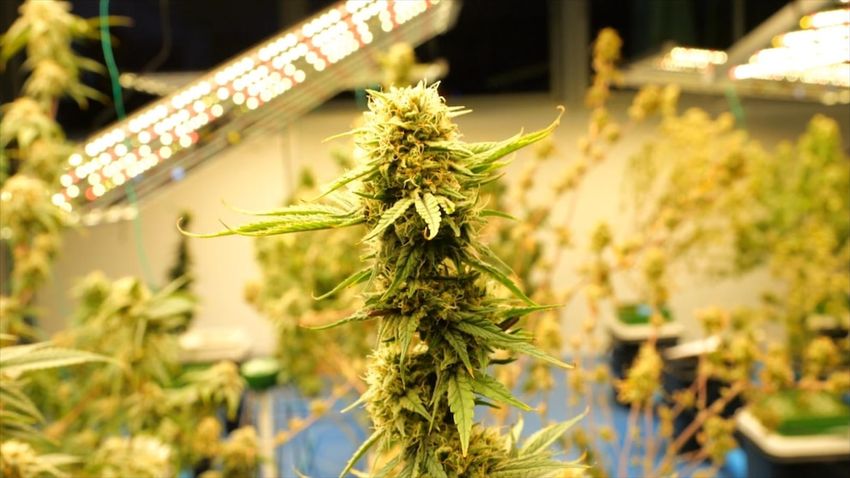  WATCH: What does reclassification mean for marijuana users?