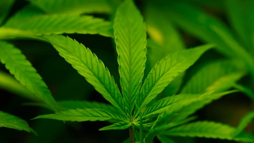  Trump administration reclassifies cannabis in major shift that could expand scientific research