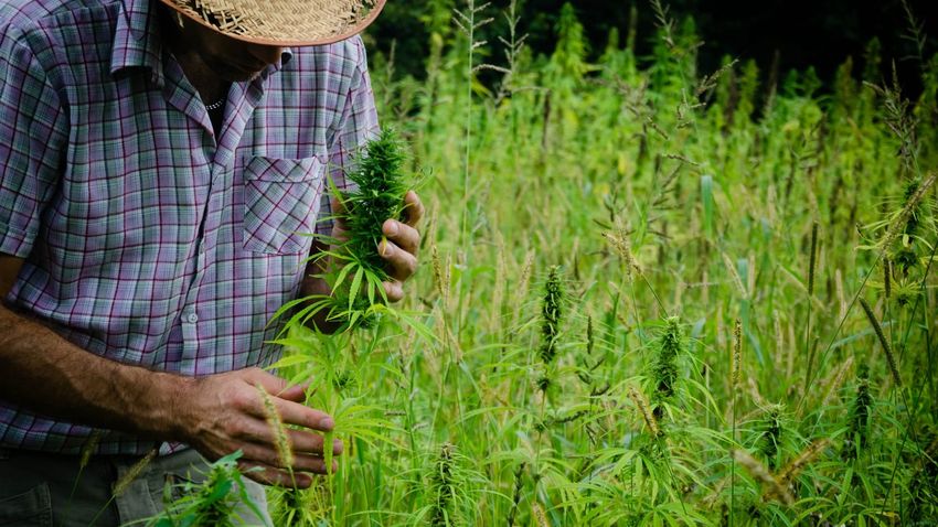  What the Trump administration’s move to reclassify marijuana means for investors