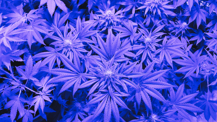  The Scent of Rebellion: How Cannabis Became the Drug of Choice For the Counterculture