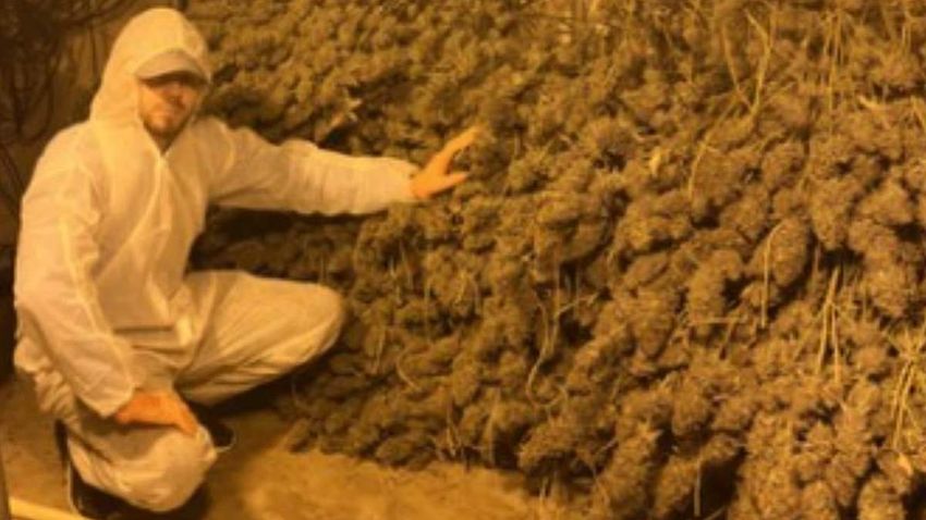  Yobs who posed next to massive piles of cannabis that was being grown in £1million operation are jailed