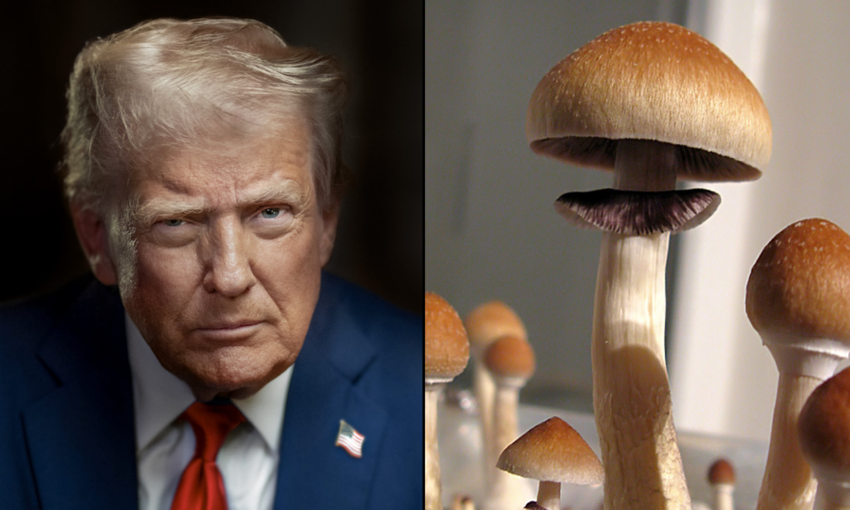  Trump Signs Order To Accelerate Legal Access To Psychedelics For Patients With Mental Health Conditions – Marijuana Moment