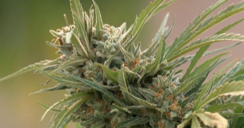  Government recategorizes marijuana to a lower drug classification