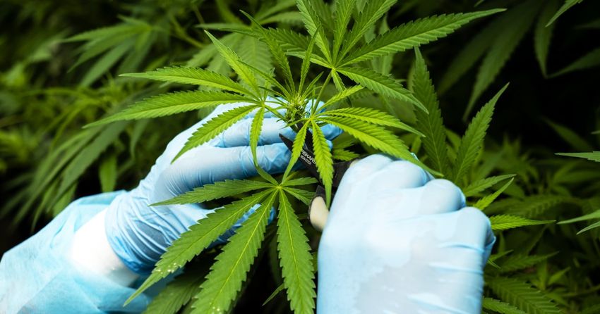  Trump administration moves to ease restrictions on medical marijuana