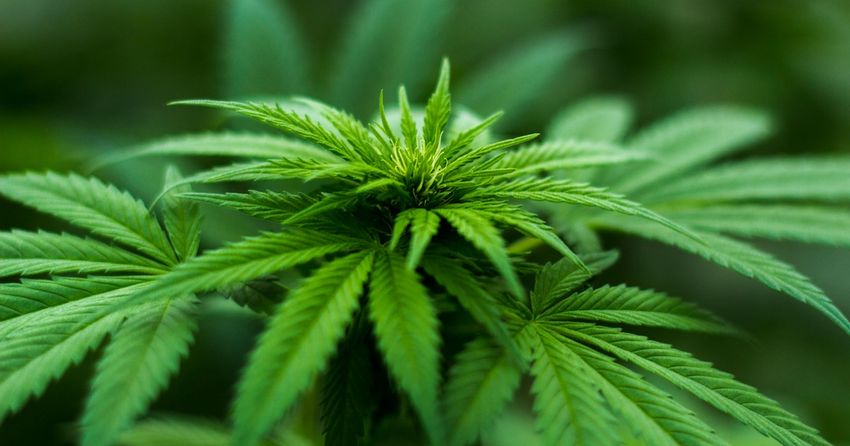  Just Because It’s Legal In Some Places Doesn’t Mean Cannabis Is Advisable, And This Memory Test Shows Just How Problematic The Drug Can Be