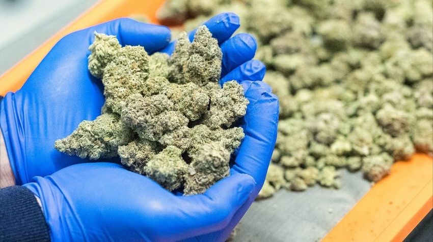  What happens now as Trump administration reclassify cannabis