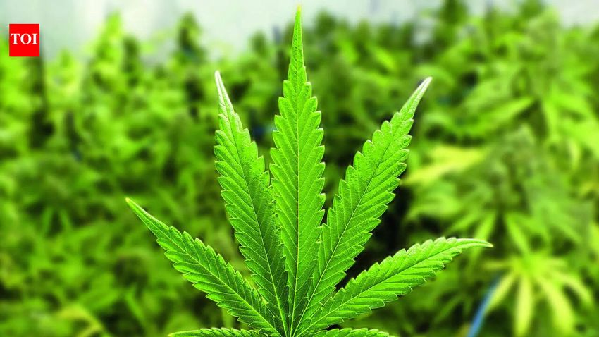  ‘Marijuana found in bag’: Air India co-pilot deported from US