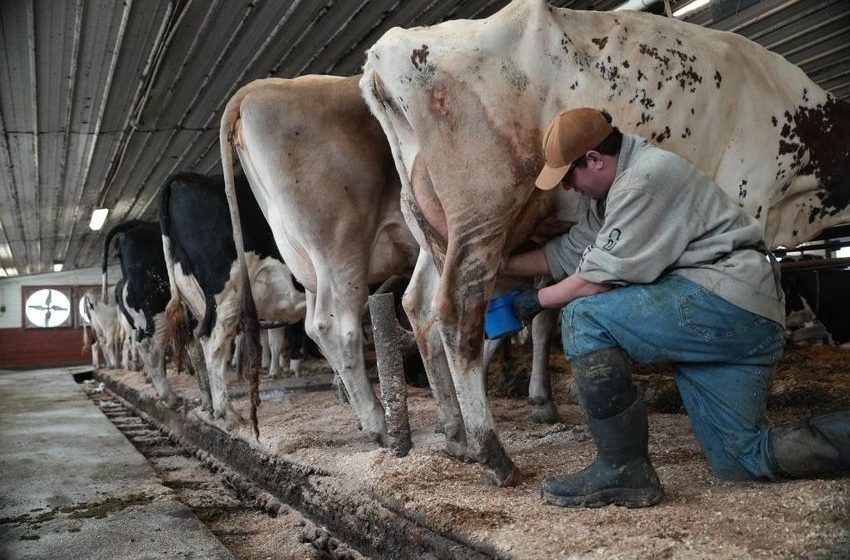  Push for raw milk intensifies across the US, despite illness outbreaks and scientists’ warnings