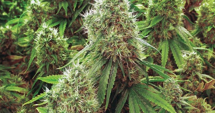  Cannabis Authority chairman: Licensing platform for firms complete