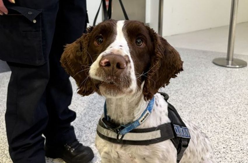  ‘We pay them with a ball’ – meet Revenue’s lovable service dogs that pay their way to tune of €100m a year