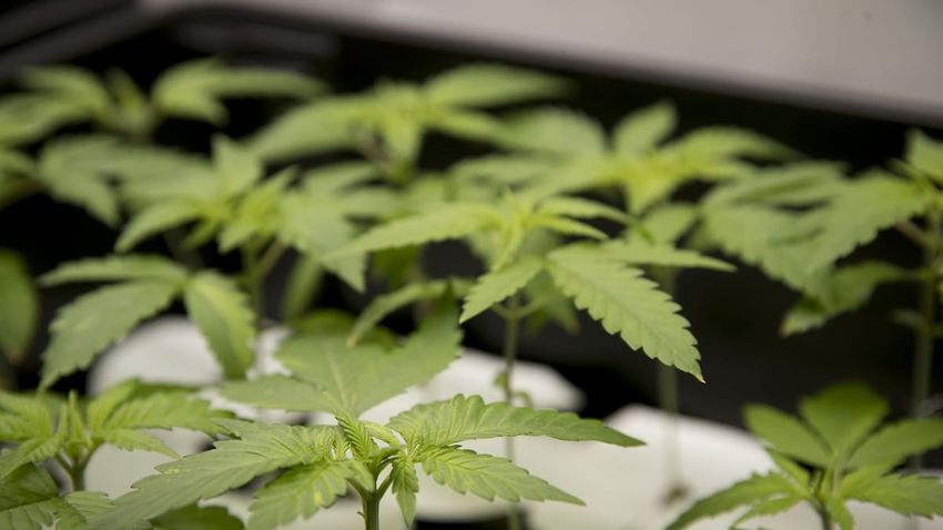  NZ’s medicinal cannabis ecosystem hopes to harvest value-add opportunities