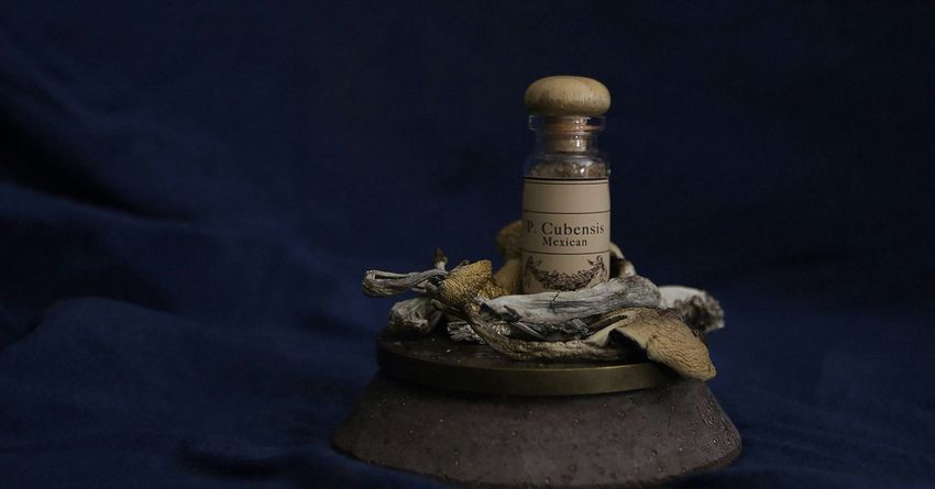  The New Executive Order (EO) on Psychedelics—What Comes Next?