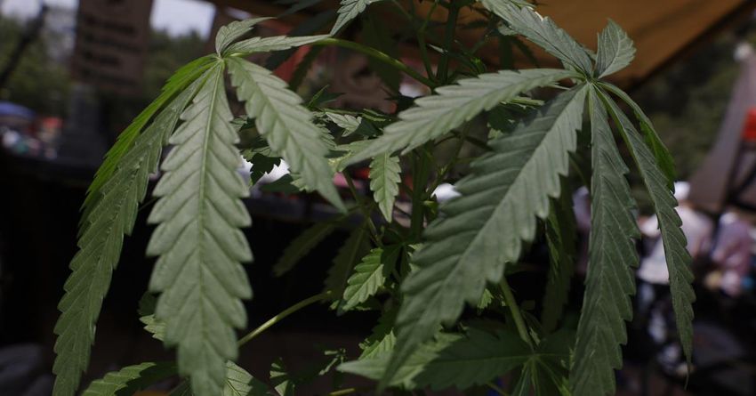  Trump administration reclassifies marijuana to ease rules regarding cannabis research