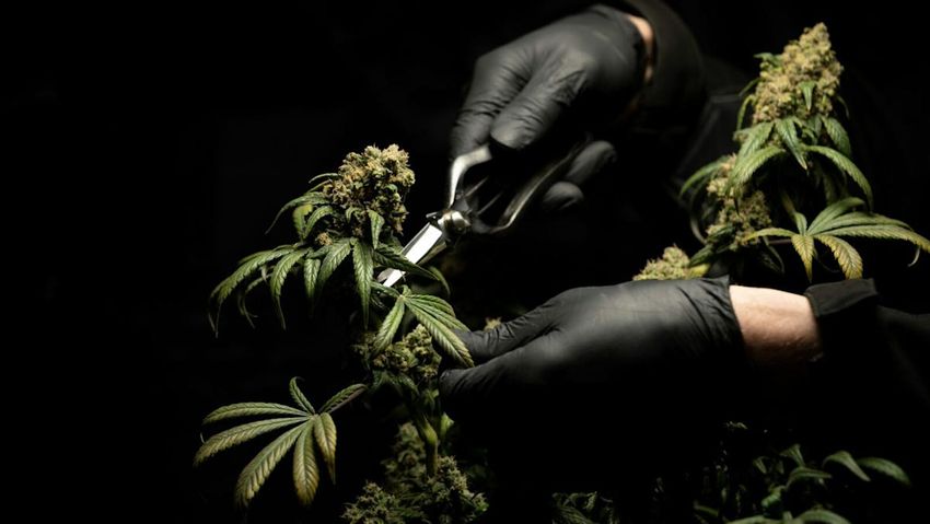  Cambria Cannabis ETF Closes Up Shop as Investor Interest Fades