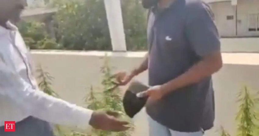 Hyderabad laid-off techie turns ‘ganja engineer’ on terrace; 17 plants that could yield 10 kg seized