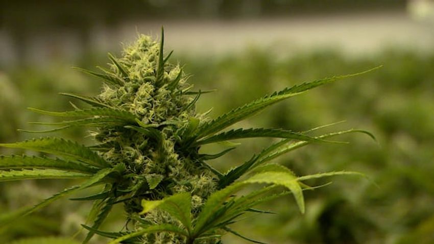  Aurora Cannabis Inc. buys Safari Flower Co. in $26.5M deal