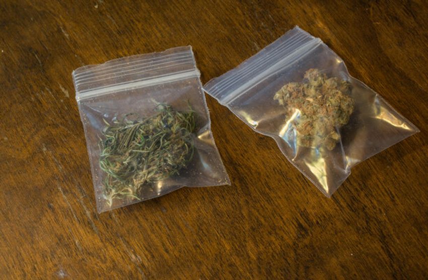  TDs to be told gardaí may claim to ‘smell cannabis’ as pretext for unlawful searches