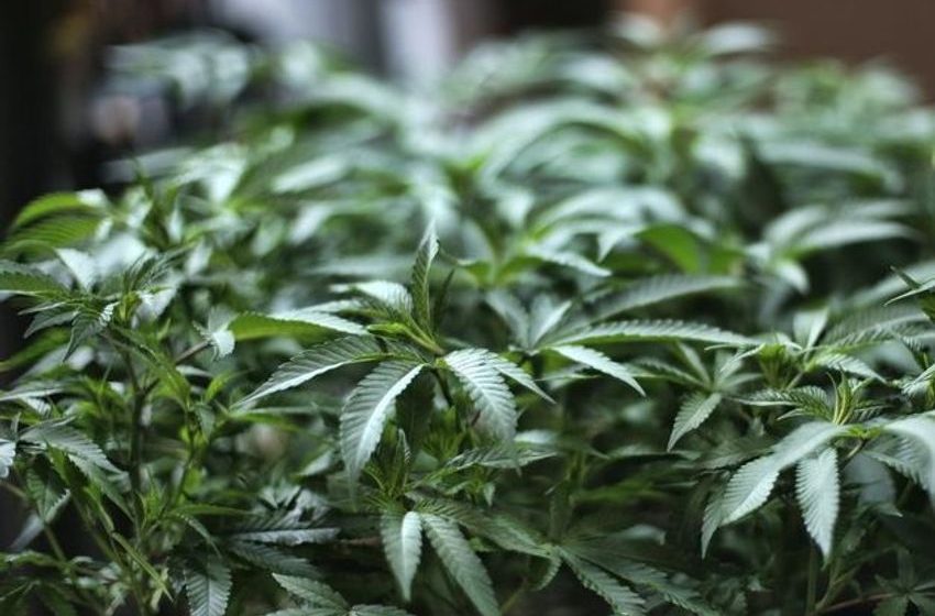  Vigilant neighbour’s sharp sense of smell results in cannabis growhouse raid at Wexford house