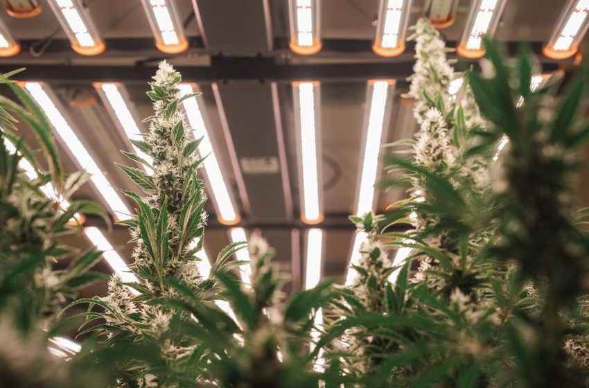  When cannabis cultural and CRE collide