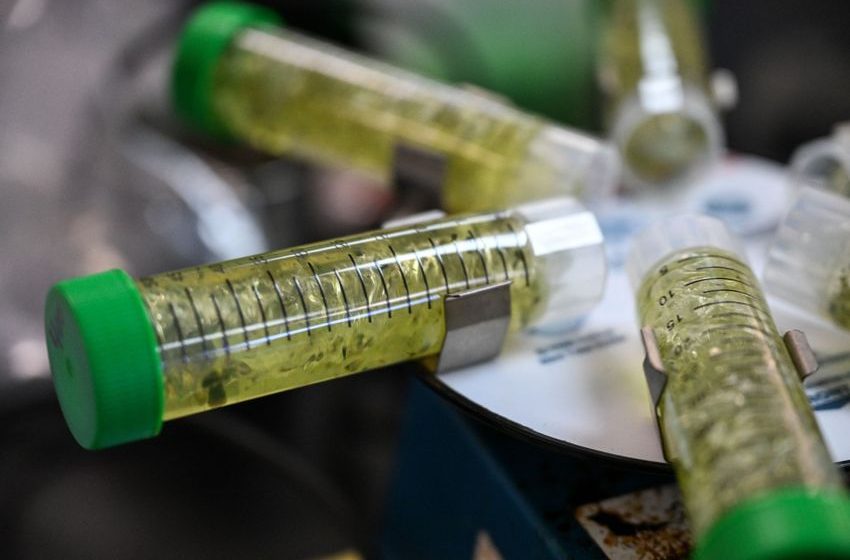  Colorado Marijuana Regulators Pledge Crackdown on Intoxicating Hemp