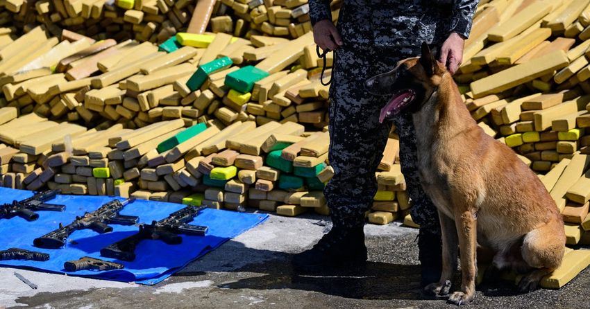  Police dog named Hulk sniffs out record 48 tons of marijuana