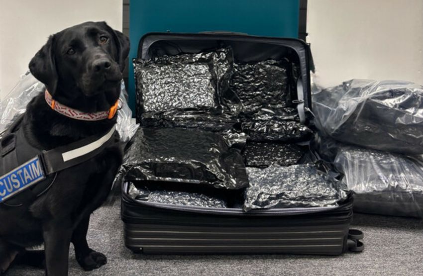  Herbal cannabis flown on four flights worth a combined €3.1m seized at Dublin Airport