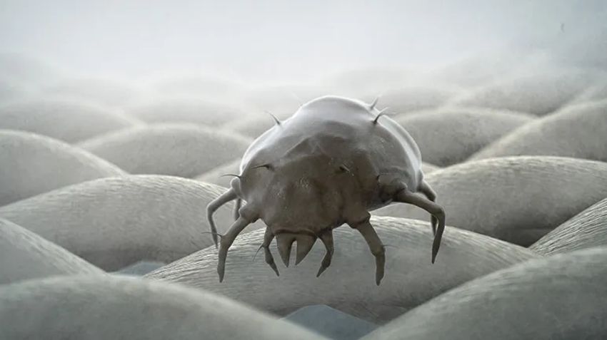  Itchy Dog? You’ve Likely Missed This Culprit