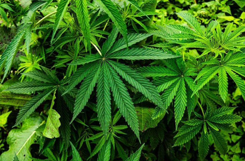  Tackling Plastic Pollution With A Hemp-Based Alternative